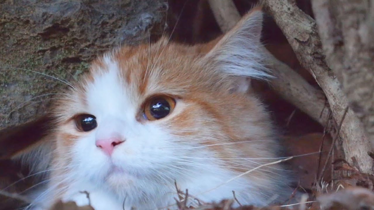 猫カフェ 横浜 Cat to hide in bushes