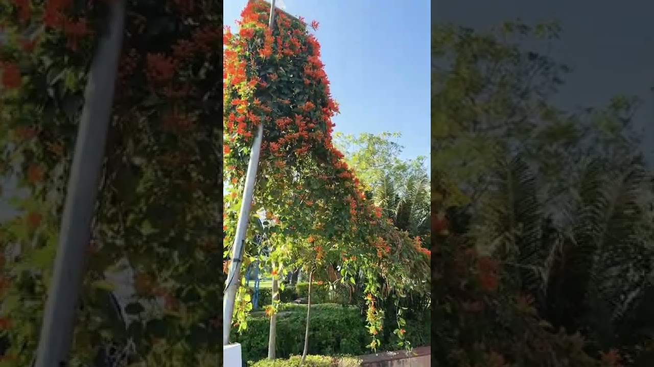 Trumpet vine biggest ever