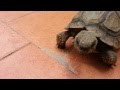 My beautiful turtle
