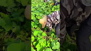 Hardworking farmers are gathering fresh pumpkins in the sunny fields, working with great care