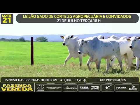 Lote 21 - 15 NOVILHAS PRENHE DE NELORE - 412,8 Kg - 13,76 @
