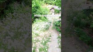 What Grows Here? #Buddhism #Meditation #Shorts