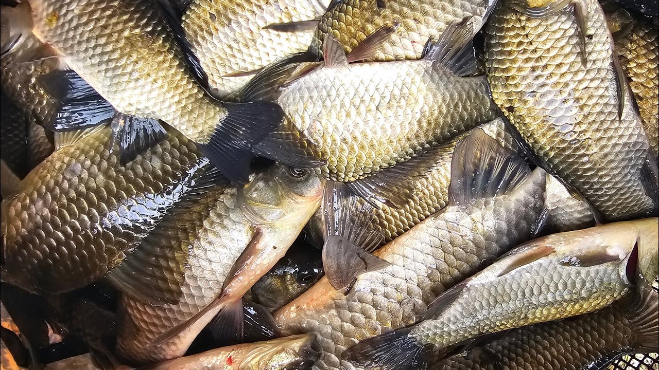 창녕 희야저수지 붕어낚시