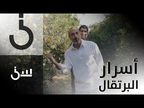 الشقيري في رحلة إلى مزرعة برتقال في مصر ويكشف تفوقها عالميا على جميع الدول