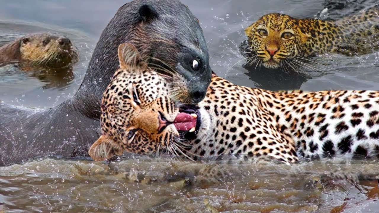 Mother Giant Otter Bite The Jaguar's Mouth Off To Protect Her Baby