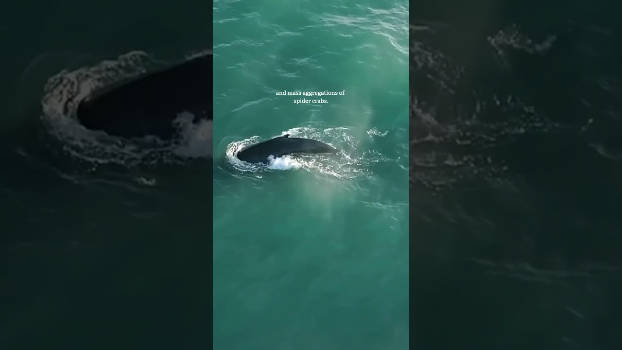 Record-breaking ocean temperatures raise alarm for 