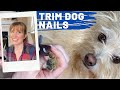 How To Trim Dogs Nails FOR BEGINNERS