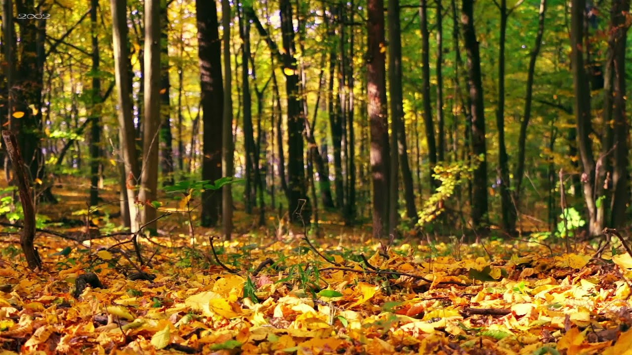 Peaceful Piano Music