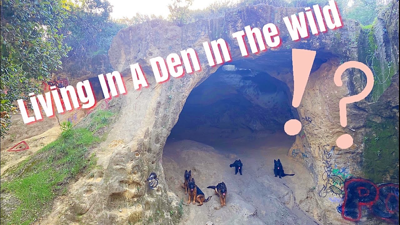 Pack Of Dogs Make A Cave Their New Home. YouTube