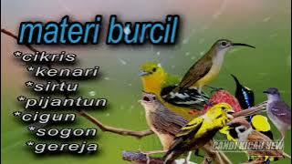 MASTERAN BURUNG kicau materi burcil suara jernih