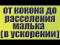 Червь Дендробена .От кокона  до расселения  малька в одном видео . Червь для рыбалки .