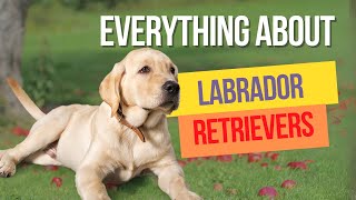 Everything You Need to Know About Labrador Retrievers