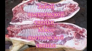 Забой Вьетнамской Свиньи . Мясо Вьетнамской Свиньи