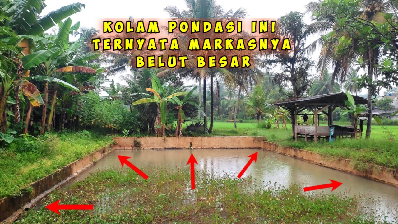 MANCING BELUT DIMARKAS BELUT BESAR PONDASI KOLAM ❗