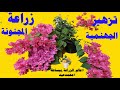 اسرار زهرة الجهنمية!  كيف تجعل زهور المجنونة تزهر عندك بغزاره طول الوقت. روعة