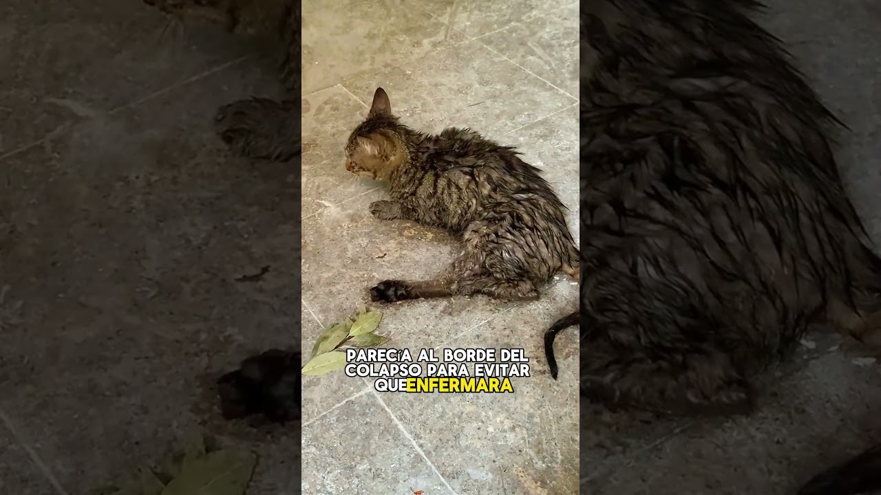 Stray cats turn into little princesses. 