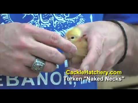 Video: Turken (Turkin) là gì? Một con gà cổ trần Transylvanian