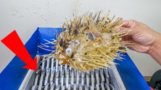 SHREDDING A GIANT BLOWFISH! MUST SEE RESULTS!