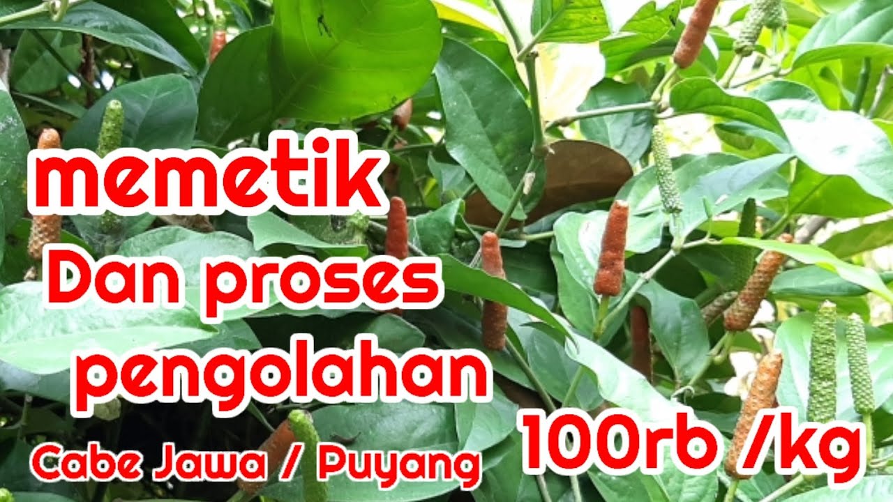 Budi Daya Cabe|| cabe puyang|| cabe jamu|| Cara pengolahan 