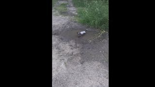 Puppy Got Himself Dirty Having A Swim In A Bog