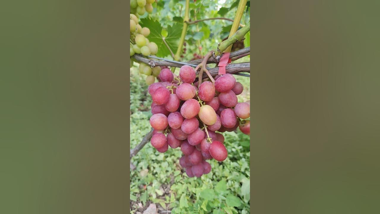 Бажена Кирпильская Лоза