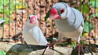 Java sparrow singing sound: java sparrows are in the forest for singing in the morning. Cute java Net Worth