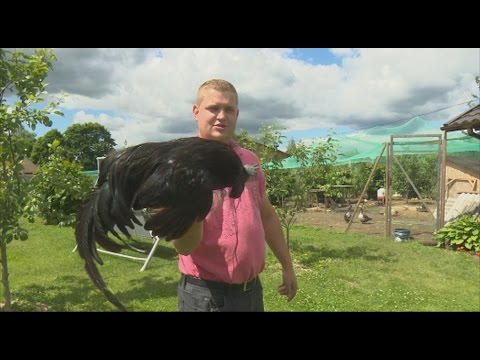 Video: Kādas Dējējvistu šķirnes Tiek Audzētas Krievijā