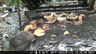 Olha o tanto de lambus que vieram na arapuca! #sobrevivência #amazônia #selva