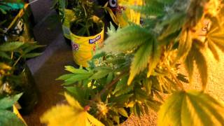 jebz closet sog start of week 6