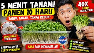 5 Menit Tanam Sayur Super Nutrisi di Rumah! Tanpa Tanah, Panen Cuma 10 Hari!