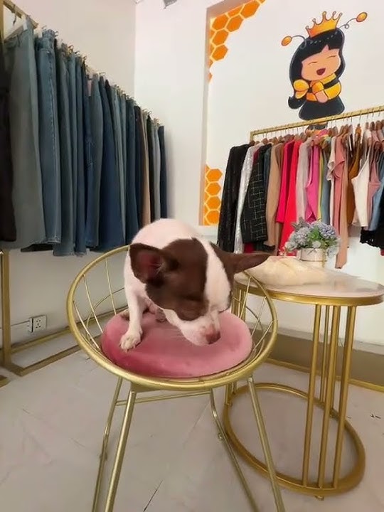 Download lagu TuTu’s little voice is the sweetest melody 💕🐶✨ #chihuahua #tututhechihuahua