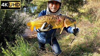 56Cm Mirror Carp Caught At Molonglo River River Carp Fishing 4K