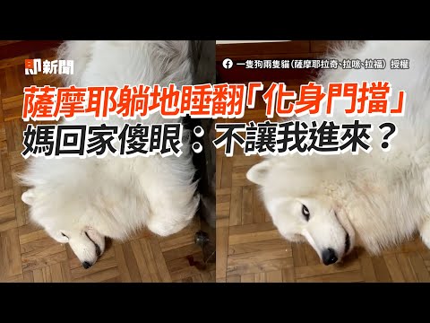 薩摩耶躺家門睡翻！媽回家被擋🙂：不讓我進來？｜寵物動物｜狗狗｜精選影片