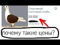 Самый дорогой голубь, почему такие высокие цены!?