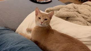 Sweetest boi is loud and clear: I meow, you pet me