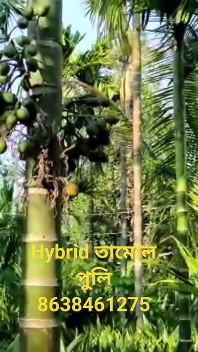 hybrid-betel-nut-plant-in-assam-8638461275-betel-hybrid-new