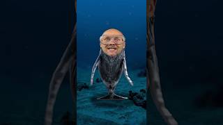Mr beast song @DoctorNOS