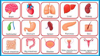 Learn The Organ Names ✅ | Human Body Diagram | All Major Organ Names & Quiz To Test Yourself
