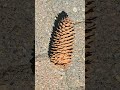 PINE CONE ON GROUND NY