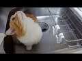 お水が好きすぎてシンクの中で待機する猫(マンチカン)