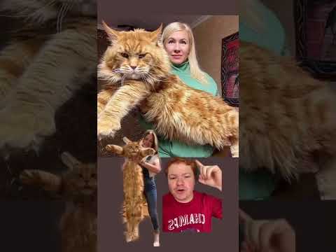 Video: ¿Los gatos chausie son buenas mascotas?