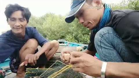 berburu kepiting menggunakan umpan kepala ayam, hasilnya mantab.