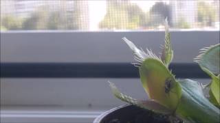 Венерина мухоловка Dionaea muscipula