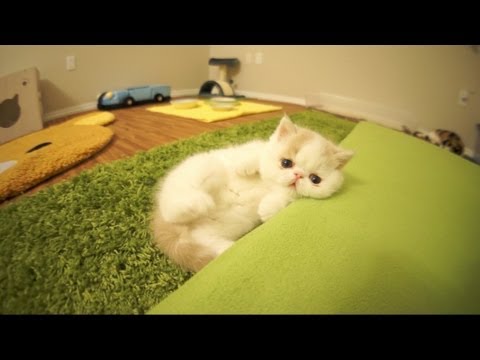 Kitten Bun Bun's Funny Reactions to Camera