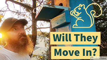 Hanging a Squirrel Box - Will They Move In??