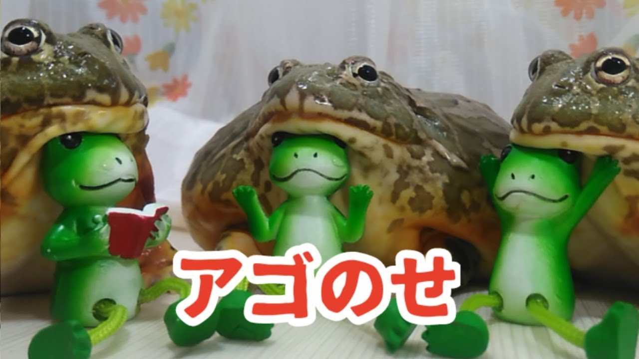 アフウシにドッキリしてみた カエルの置物 にアゴ乗せにハマってるアフウシ可愛かった Play Frog Prank On Youtube