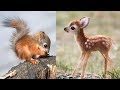 Cute baby animals Videos Compilation cute moment of the animals #3