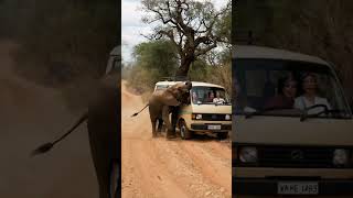 사바나에서 코끼리를 놀리면 안되는이유 #elephant #animals