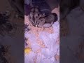 #hamster #aquaticpets #hamsterkombat #cute #pets #animals #love #cuteanimals #food #adorable