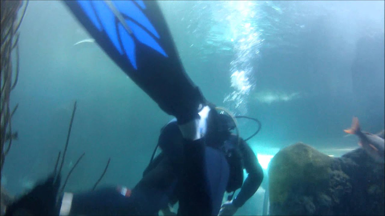 Dive Denver Aquarium August 2012 YouTube
